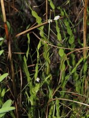 Goodenia armstrongiana (Goodenia armstrongiana)