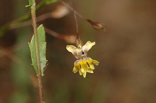 Goodenia armstrongiana: Goodenia armstrongiana in Kakadu National Park, between Jabiru and Ubirr in the Northern Territory