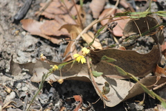 Goodenia armstrongiana (Goodenia armstrongiana)