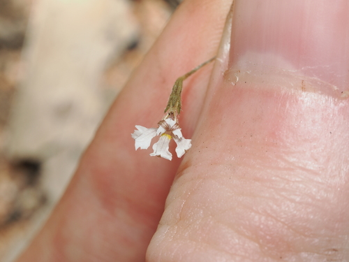 Goodenia armstrongiana (Goodenia armstrongiana)