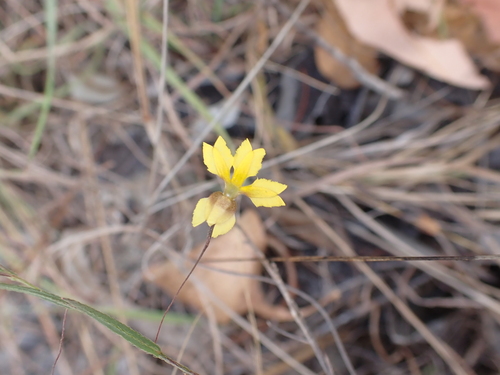 Goodenia armstrongiana (Goodenia armstrongiana)