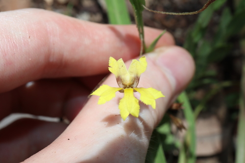 Goodenia armstrongiana (Goodenia armstrongiana)