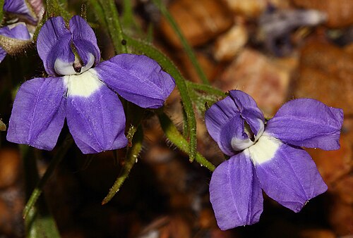 Goodenia arthrotricha: Goodenia arthrotricha near Gillingarra, Western Australia