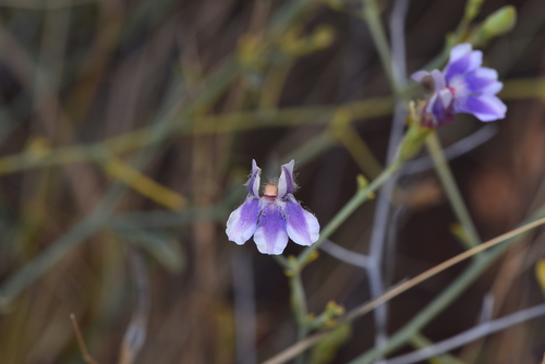 Goodenia azurea (Goodenia azurea)