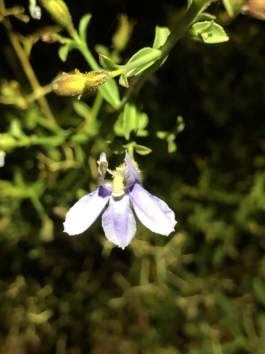Goodenia azurea (Goodenia azurea)