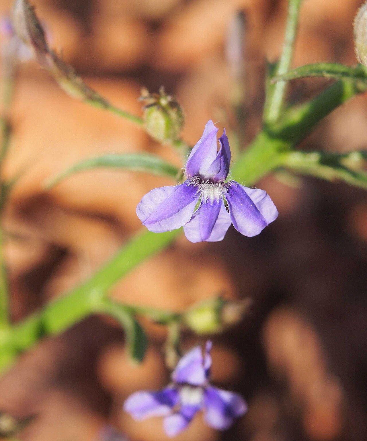Goodenia azurea: Goodenia azurea flower