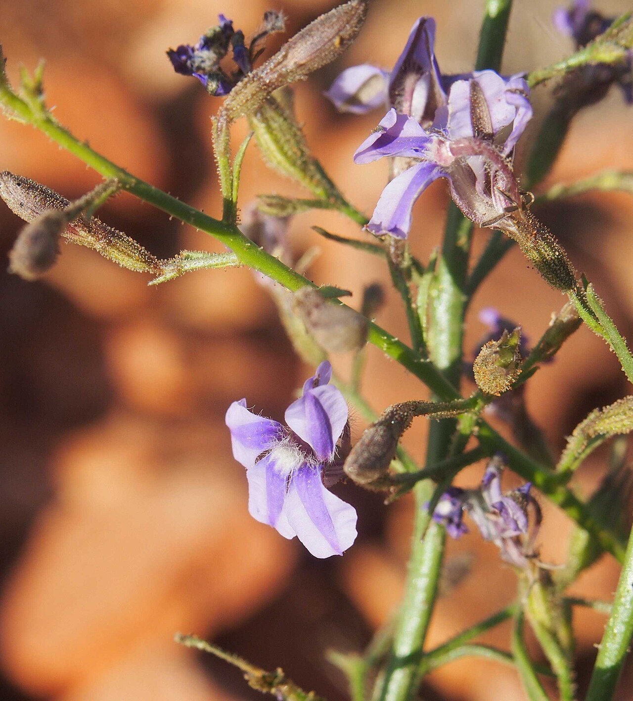 Goodenia azurea: Goodenia azurea flower