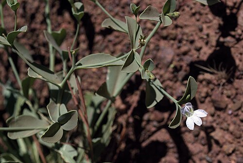 Goodenia azurea: Goodenia azurea south-west of Wave Hill, Northern Territory