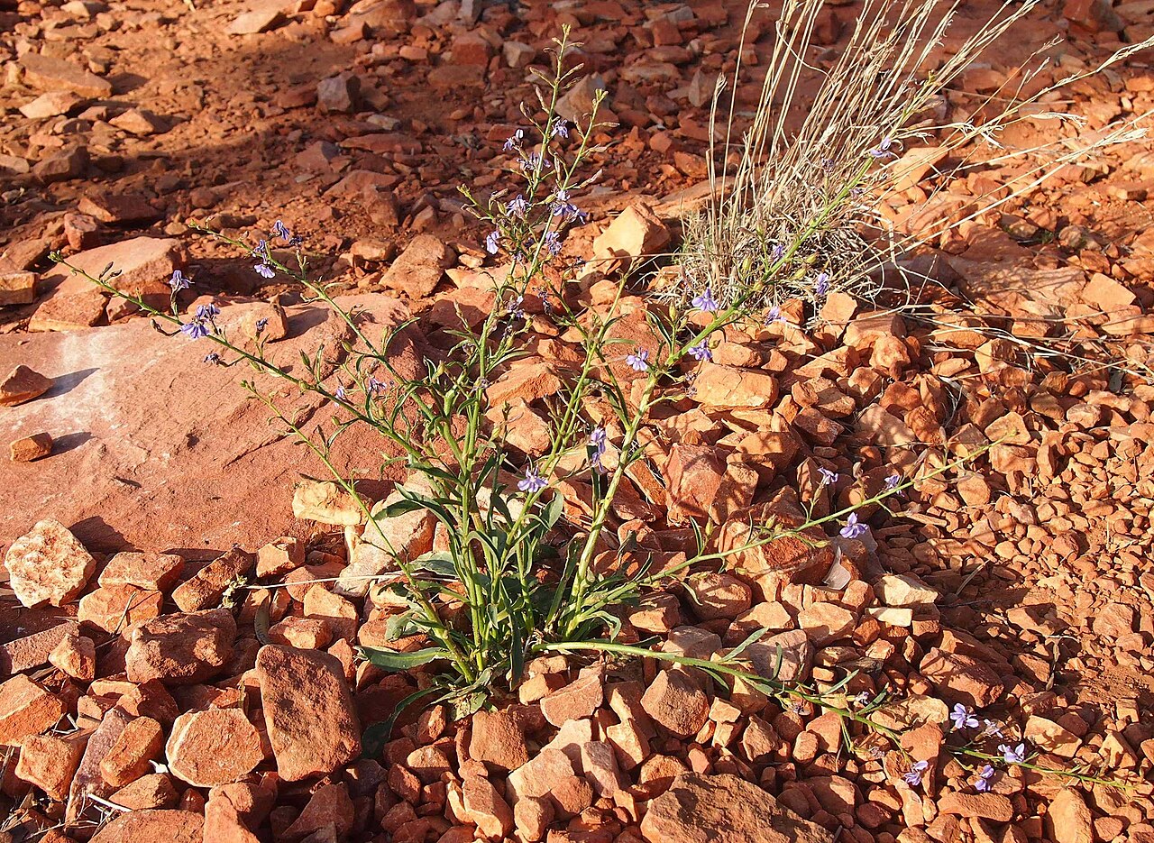Goodenia azurea: Goodenia azurea