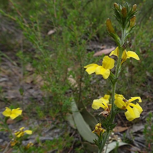 Goodenia bellidifolia: Goodenia bellidifolia in the Timbillica State Forest