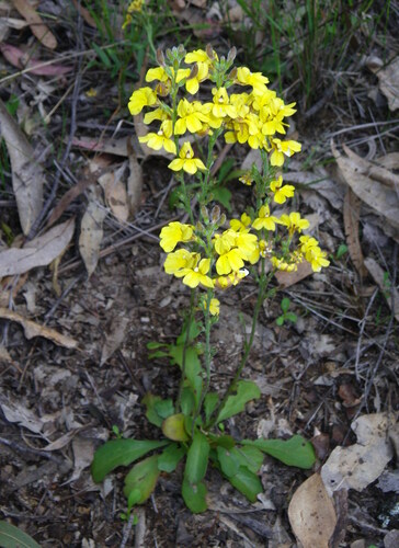 Goodenia bellidifolia (Goodenia bellidifolia)