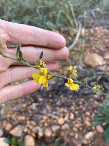 Goodenia bellidifolia (Goodenia bellidifolia)