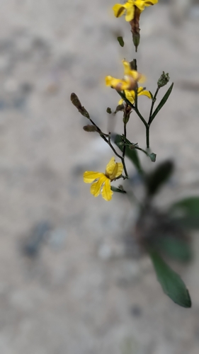 Goodenia bellidifolia (Goodenia bellidifolia)