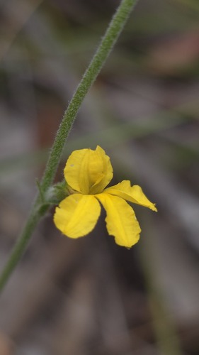 Goodenia bellidifolia (Goodenia bellidifolia)