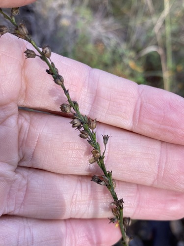 Goodenia bellidifolia (Goodenia bellidifolia)