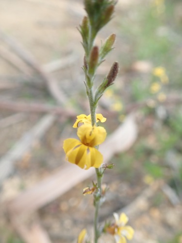 Goodenia bellidifolia (Goodenia bellidifolia)