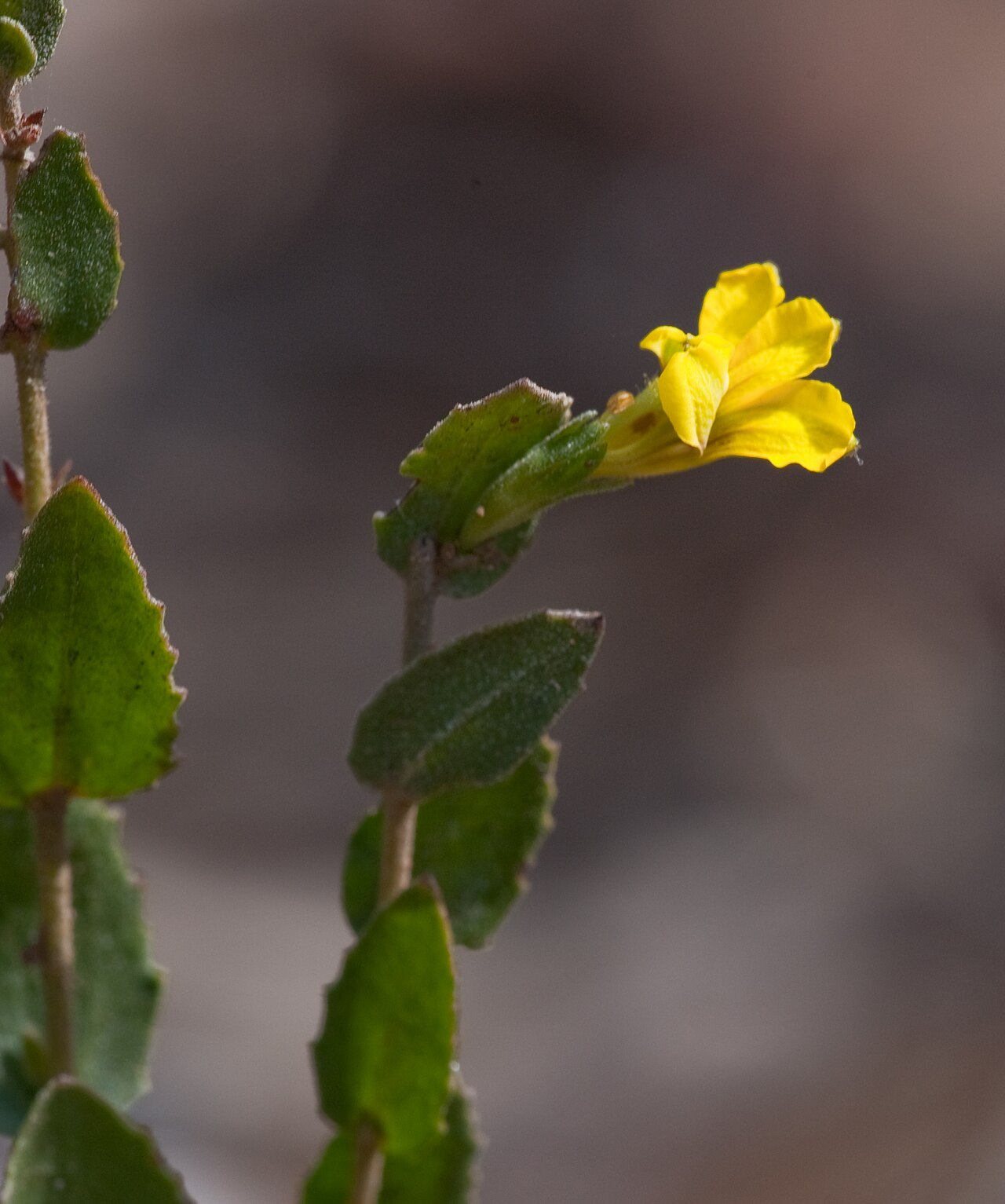 Goodenia benthamiana: Goodenia benthamiana in Greater Bendigo National Park