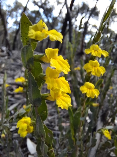 Goodenia benthamiana (Goodenia benthamiana)