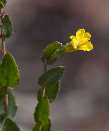 Goodenia benthamiana (Goodenia benthamiana)