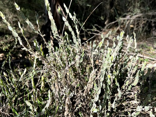 Goodenia benthamiana (Goodenia benthamiana)