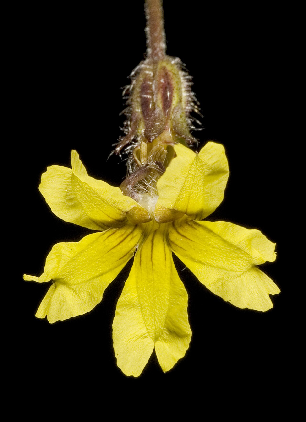 Goodenia berardiana: KRT3361