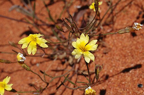 Goodenia berardiana: Goodenia berardiana about 90 km NNE of Kalbarri, Western Australia