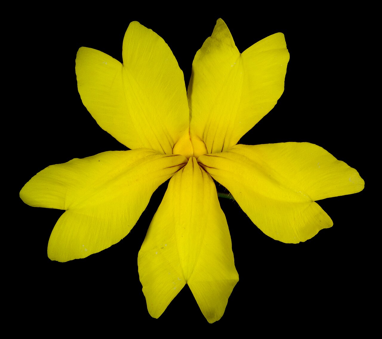 Goodenia berardiana: KRT3664