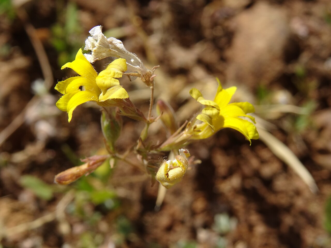 Goodenia berringbinensis: Goodenia berringbinensis in the Upper Gascoyne region of Western Australia