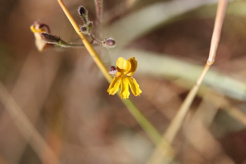 Goodenia bicolor (Goodenia bicolor)