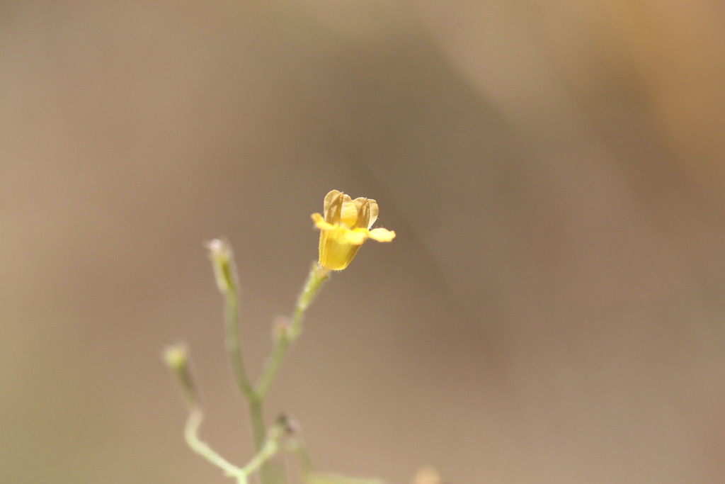 Goodenia bicolor (Goodenia bicolor)