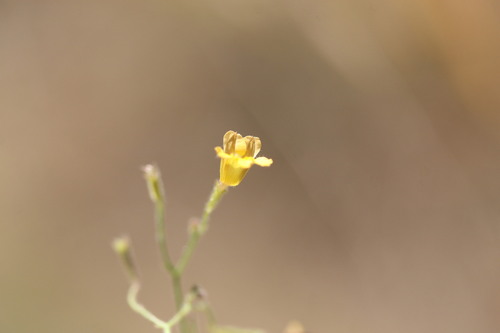 Goodenia bicolor (Goodenia bicolor)