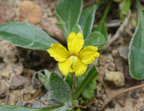 Goodenia blackiana (Goodenia blackiana)