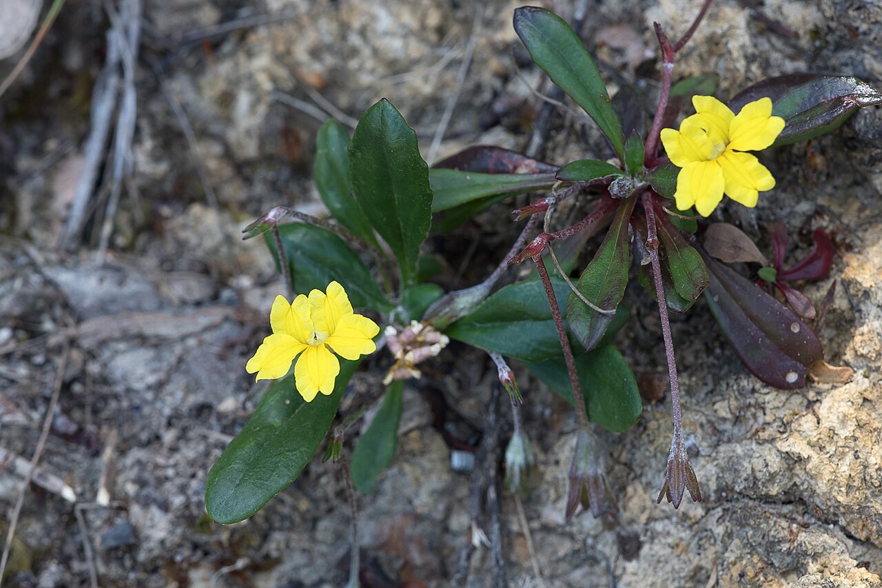Goodenia blackiana: Goodenia blackiana in the Scott Creek Conservation Reserve, Adelaide Hills, South Australia