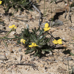 Goodenia blackiana (Goodenia blackiana)