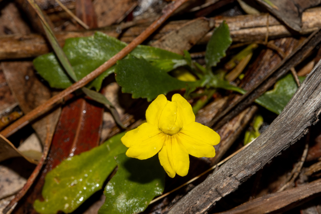 Goodenia blackiana (Goodenia blackiana)