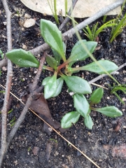 Goodenia blackiana (Goodenia blackiana)
