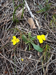 Goodenia blackiana (Goodenia blackiana)