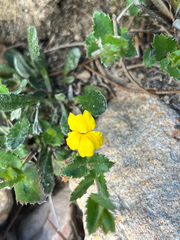 Goodenia blackiana (Goodenia blackiana)