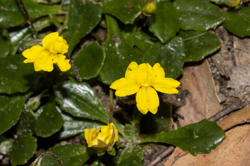 Goodenia blackiana (Goodenia blackiana)