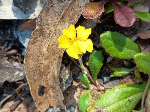 Goodenia blackiana (Goodenia blackiana)