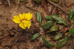 Goodenia blackiana (Goodenia blackiana)