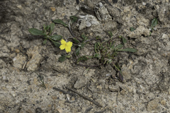 Goodenia blackiana (Goodenia blackiana)