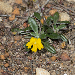 Goodenia blackiana (Goodenia blackiana)