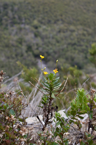 Goodenia brendannarum (Goodenia brendannarum)