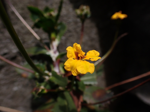 Goodenia brendannarum (Goodenia brendannarum)