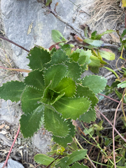 Goodenia brendannarum (Goodenia brendannarum)