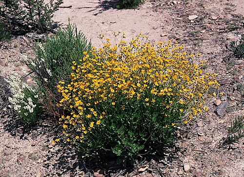 Goodenia brendannarum: Goodenia brendannarum in the Stirling Range National Park, Talyberlup Picnic Area, Western Australia