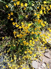 Goodenia brendannarum (Goodenia brendannarum)