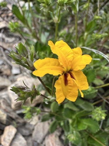 Goodenia brendannarum (Goodenia brendannarum)