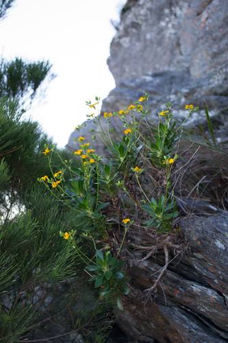 Goodenia brendannarum (Goodenia brendannarum)